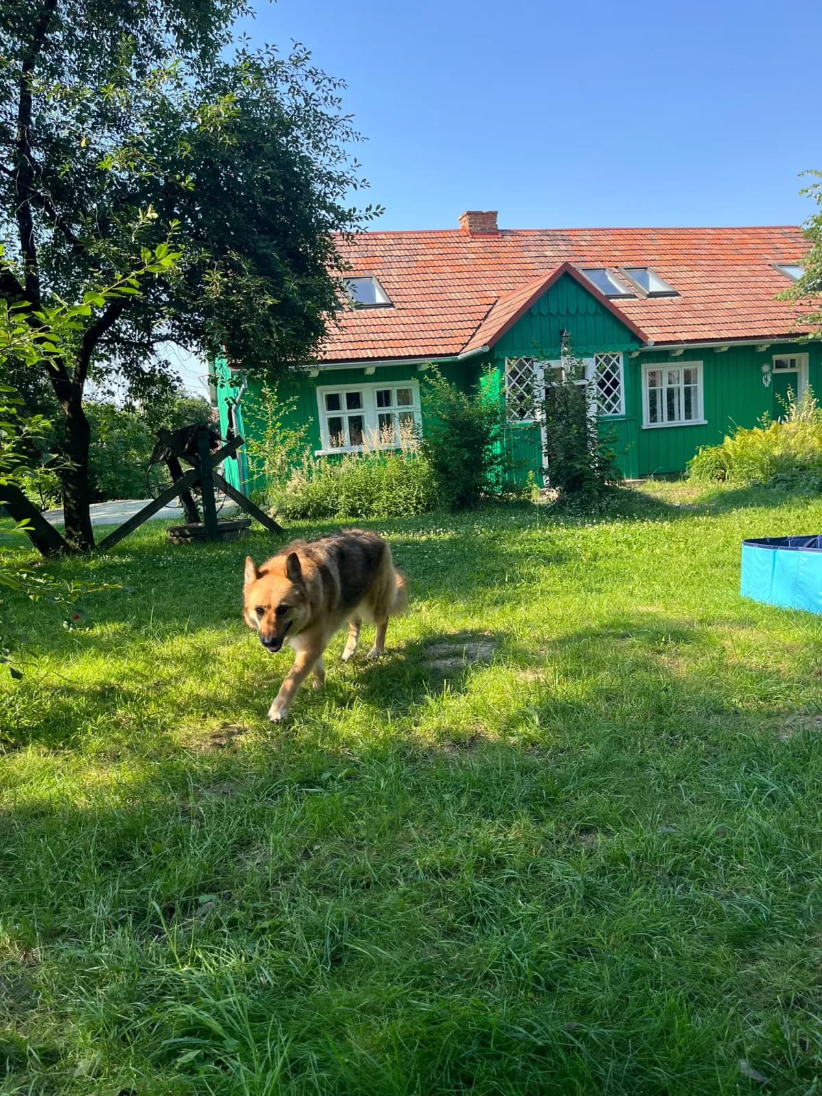 Pies na trawniku przed Zieloną Chatką we Wrząsowicach pod Krakowem