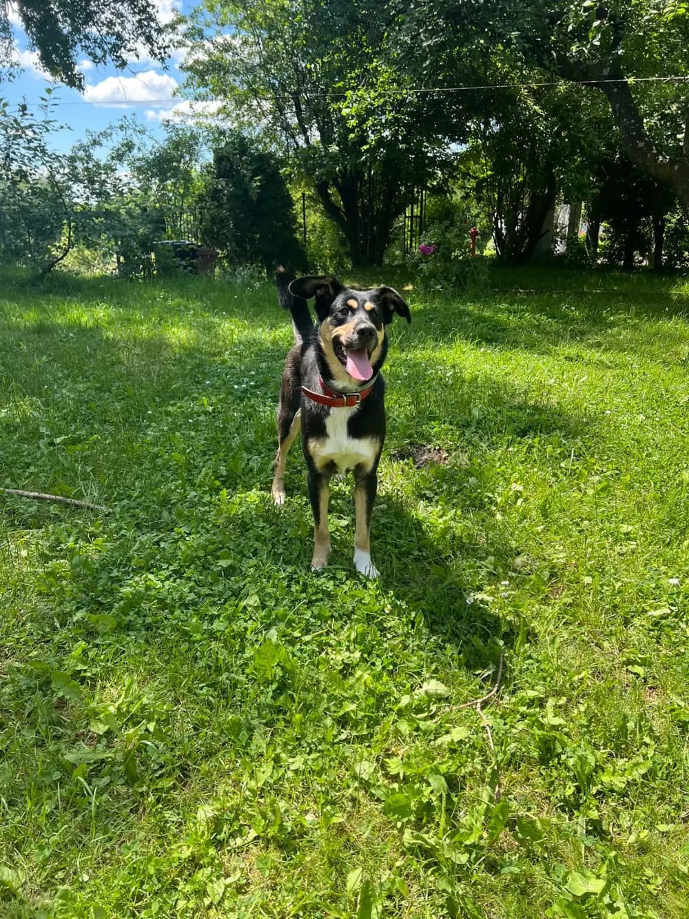 Dzienna opieka nad psami